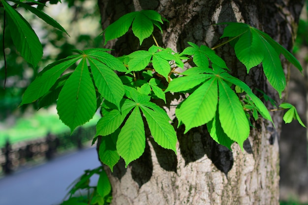 Hojas de castaño verde. Concepto de la primavera