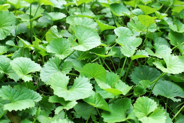 hojas centella asiática, que crecen en el jardín