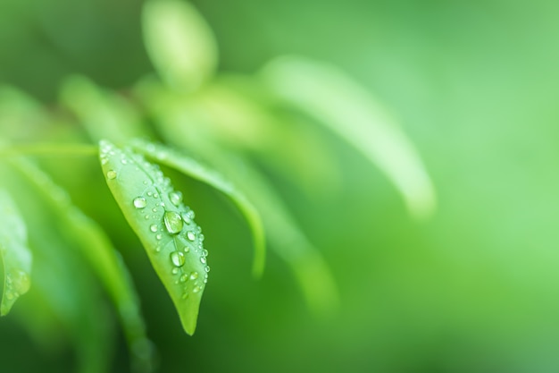 Hojas de cerca la vista de la naturaleza de la hoja verde sobre fondo verde borrosa en el jardín