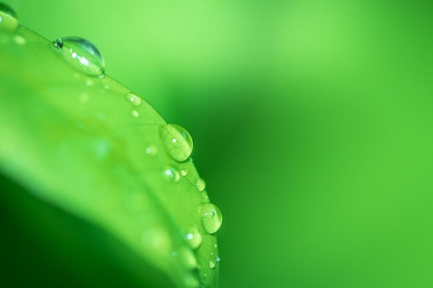 Hojas de cerca la vista de la naturaleza de la hoja verde sobre fondo verde borrosa en el jardín