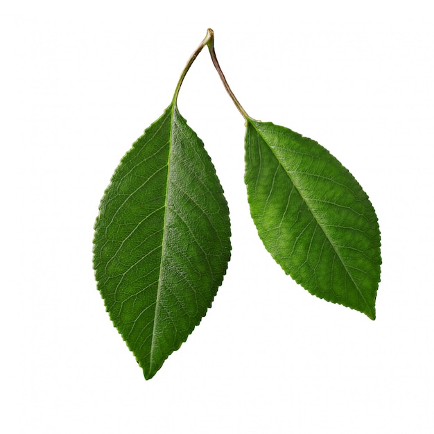 Hojas de cerezo, hoja de cerezo en una rama en blanco