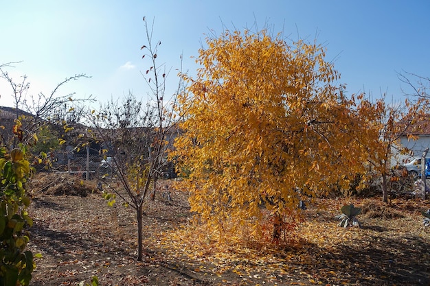 Las hojas del cerezo se vuelven amarillas en otoño la maravillosa vista del color de las hojas amarillentas las hojas amarillas