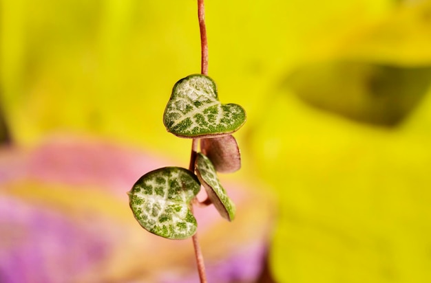 Foto hojas de ceropegia woodii también llamadas cadena de corazones planta de hoja perenne