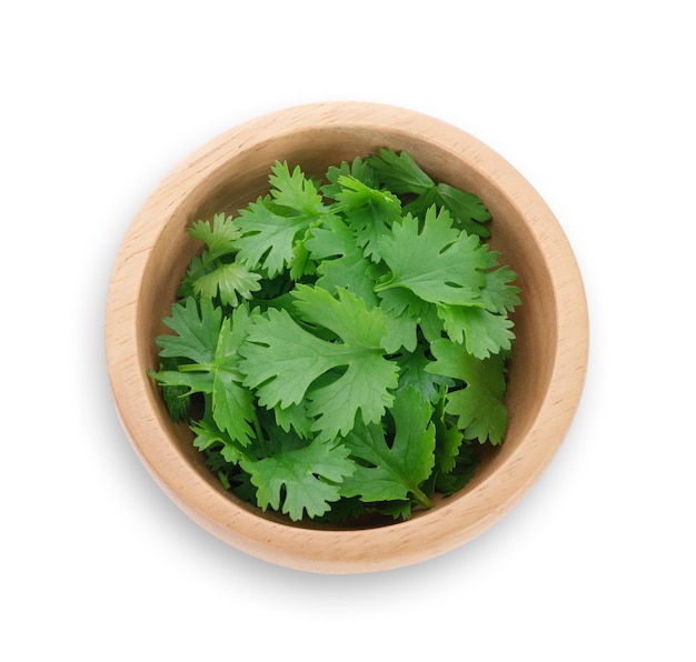 Hojas de cilantro aislado sobre fondo blanco.