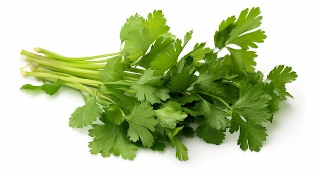 Hojas de cilantro aislado sobre fondo blanco.