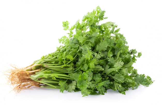 Hojas de cilantro fresco en la pared blanca