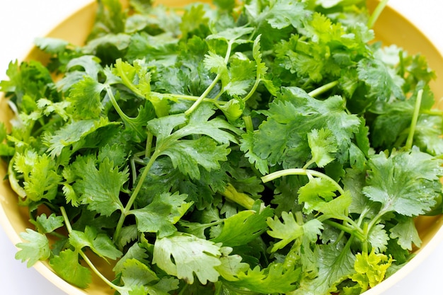 Hojas de cilantro en placa amarilla