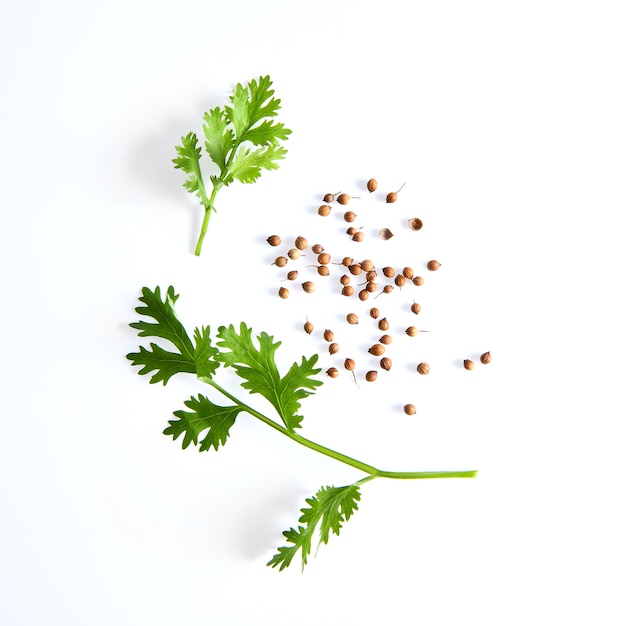 hojas de cilantro y semillas aisladas sobre fondo blanco