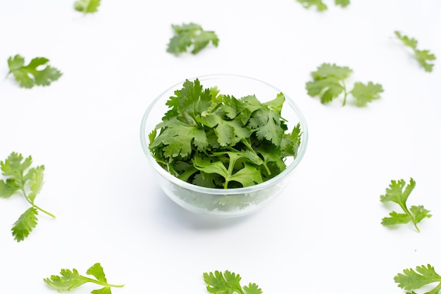 Hojas de cilantro sobre fondo blanco.