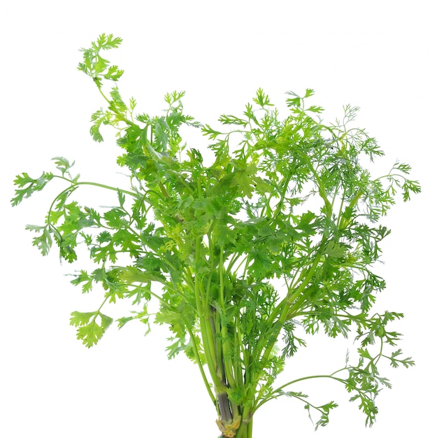 Hojas de cilantro sobre fondo blanco