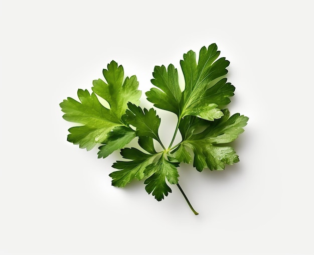 Hojas de cilantro vegetal aisladas sobre un fondo blanco