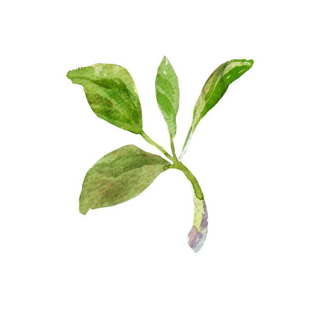Las hojas de ciruela aisladas sobre un fondo blanco Ilustración realista con acuarela dibujada a mano