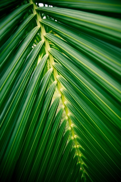 Hojas de coco para el fondo Hojas de palma para trabajos de arte de diseño de fondo o agregar mensaje de texto Planta tropical