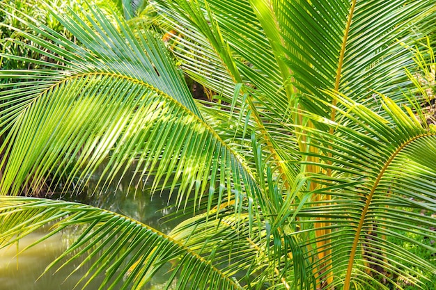 Hojas de coco para el fondo Hojas de palma