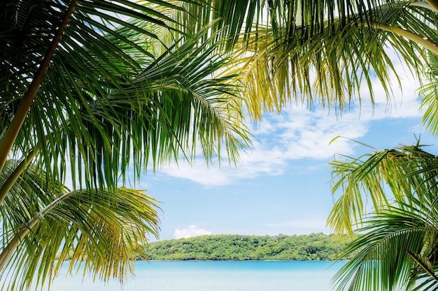 Hojas de coco en el mar en verano con cielo.