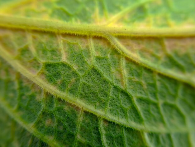 Las hojas de col de Saboya son de color verde brillante Textura de fibra orgánica arrugada cercana adecuada para fondo de papel tapiz