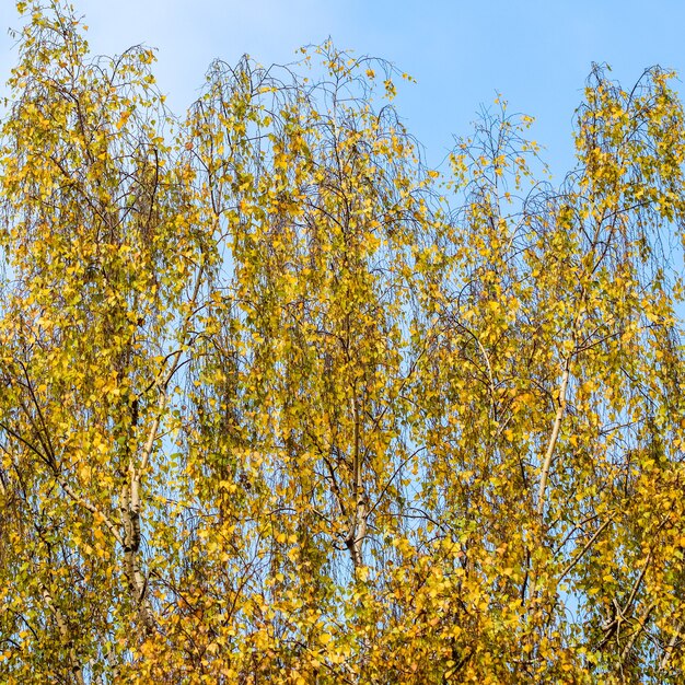 Hojas de color amarillo brillante en las ramas de abedul contra el cielo azul de fondo de otoño