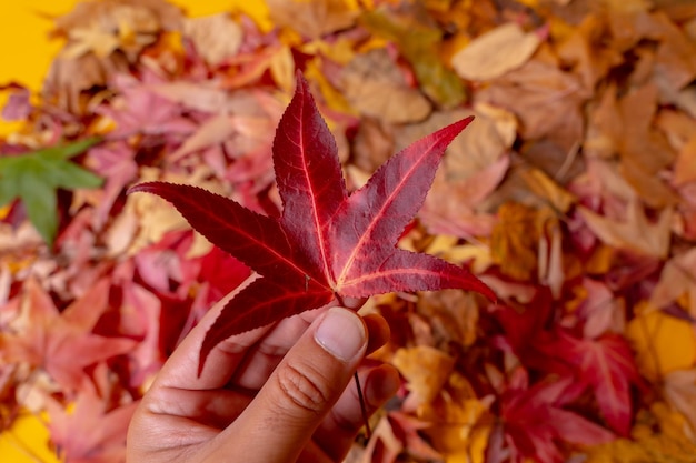 Hojas de color de fondo de otoño en el estudio con una mano de un hombre con una hoja de color de otoño