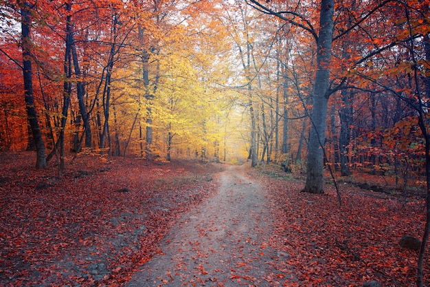 Foto hojas de color en el hermoso bosque otoñal