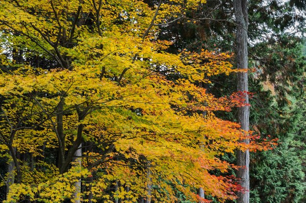 Hojas de color otoñal del árbol de arce en Japón