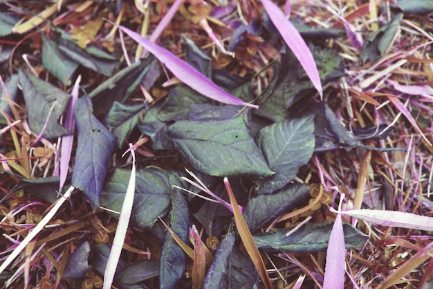 Hojas de color púrpura verde en el suelo
