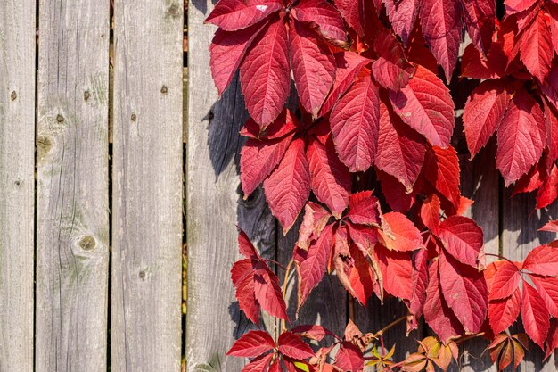 Hojas de color rojo brillante de plantas de jardín en la pared de tablones antiguos woodel