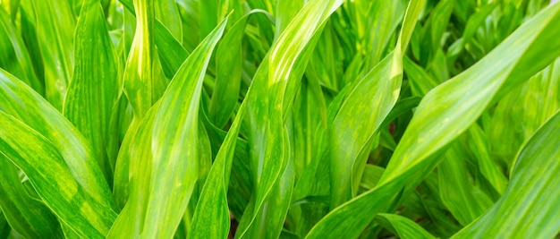 Hojas de color verde y fondo verde borroso en la naturaleza concepto fresco de hoja verde