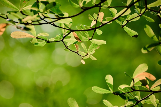 Hojas de color verde en la naturaleza con fondo bokeh.