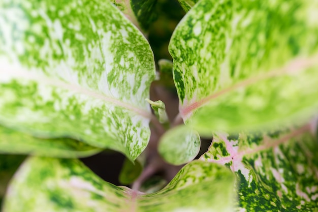 Hojas de color verde en la naturaleza utilizada como fondo, copia espacio.