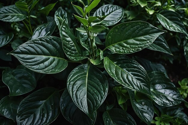 Las hojas de color verde oscuro en un jardín representan el entorno natural