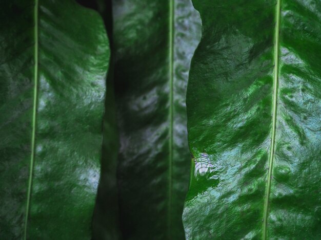 Hojas de color verde oscuro con primer plano de gotas de rocío. Rica vegetación con gotas de lluvia en sombra en macro. Fondo natural de plantas con textura verde en tiempo de lluvia.