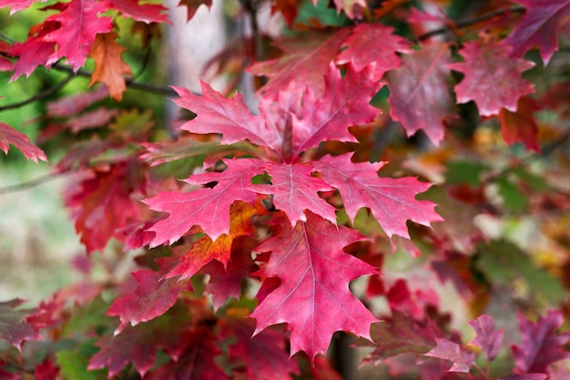 Hojas de colores en el bosque de otoño.