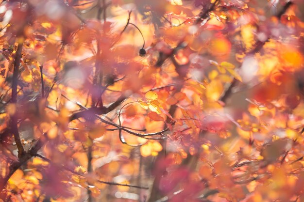 Hojas de colores brillantes en los arbustos en otoño, enfoque selectivo, fondo borroso