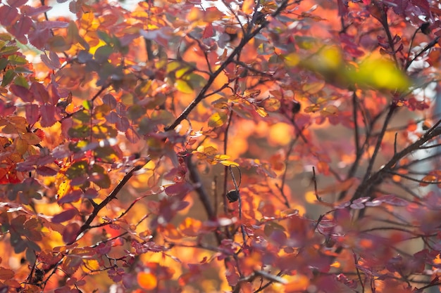 Hojas de colores brillantes en los arbustos en otoño, enfoque selectivo, fondo borroso