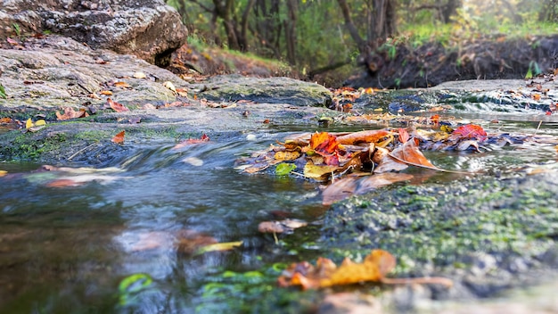 Hojas de colores otoñales en el agua