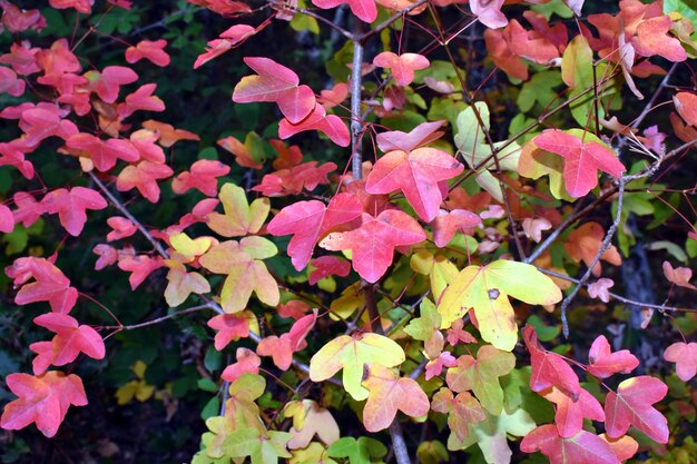 Hojas de colores otoñales del arce de Montpellier Acer monspessulanum