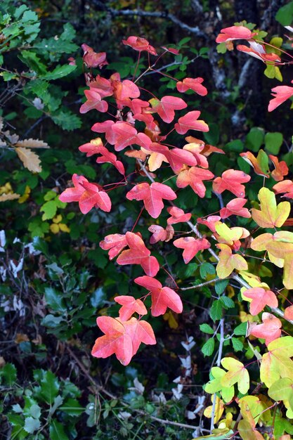 Hojas de colores otoñales del arce de Montpellier Acer monspessulanum