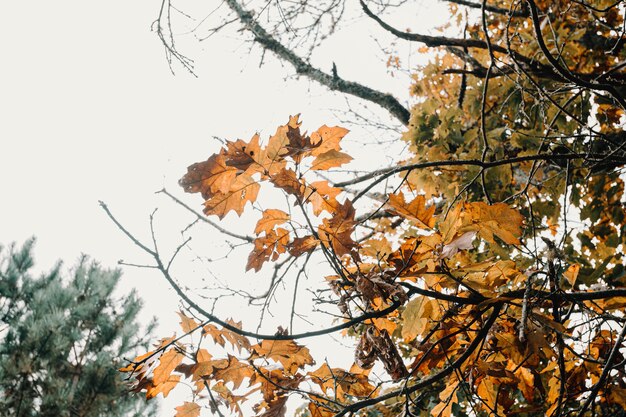 Hojas de colores y rayos de sol en un bosque de otoño