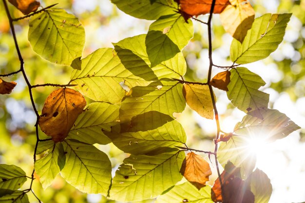 Hojas coloridas en un árbol con estilo de parque otoñal y fondo borroso