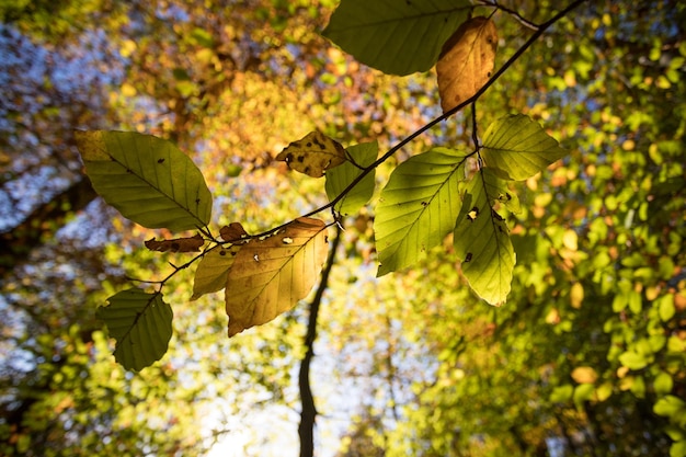 Hojas coloridas en un árbol con estilo de parque otoñal y fondo borroso