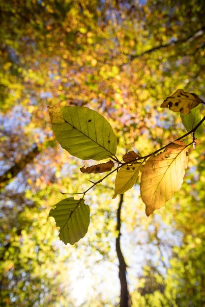 Hojas coloridas en un árbol con estilo de parque otoñal y fondo borroso