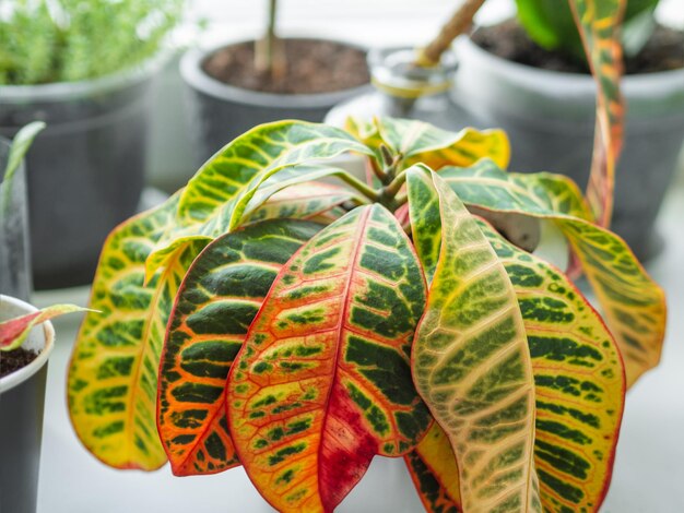 Foto hojas coloridas de codiaeum variegatum o croton de fuego que crecen plantas con flores en el hogar