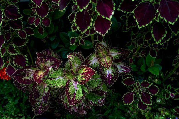 hojas coloridas patrón coleus o ortiga pintada en el jardín