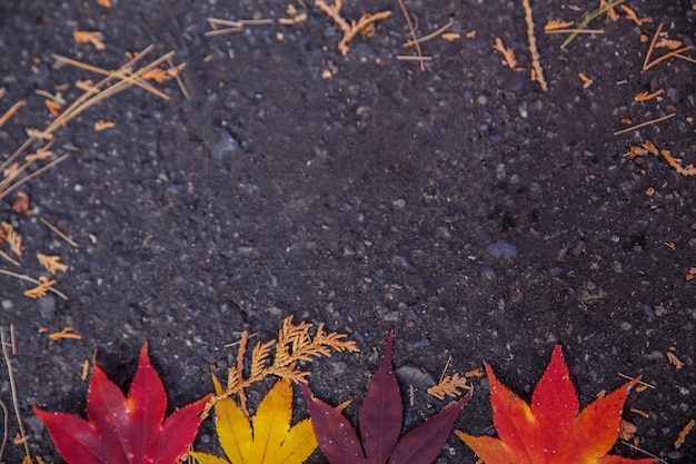 Hojas coloridas en el piso en otoño