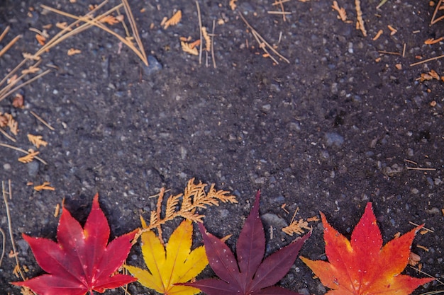 Hojas coloridas en el piso en otoño