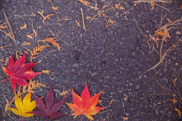 Hojas coloridas en el piso en otoño