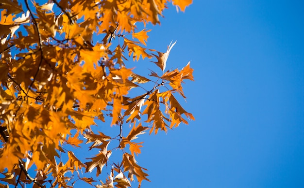 Hojas coloridas en temporada de otoño