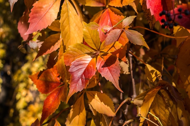 Hojas coloridas de uvas silvestres en otoño