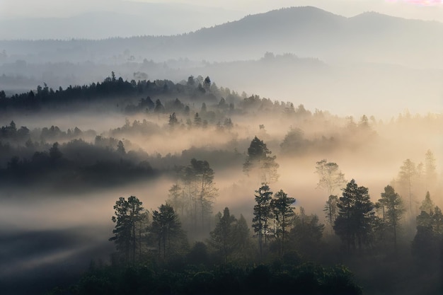 Hojas y copas de los árboles del bosque brumoso entre niebla espesa