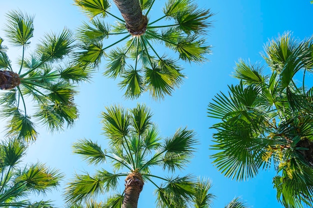 Hojas y copas de palmeras contra el cielo azul Washingtonia robusta fuerte Palmeras tropicales exóticas en un día soleado de verano vista de abajo hacia arriba